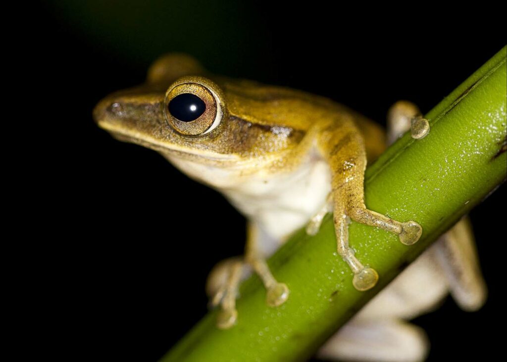 Borneo David Dennis Frog 3