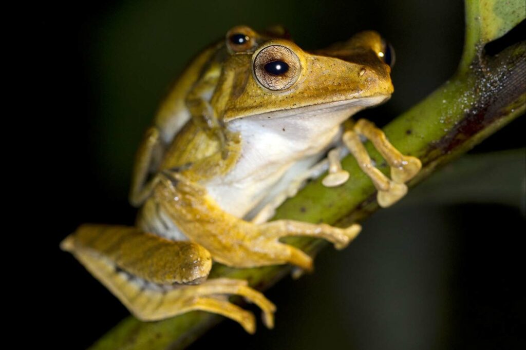 Borneo David Dennis Frog 4