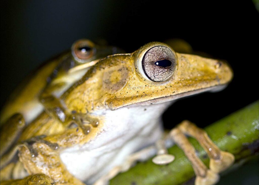 Borneo David Dennis Frog 5