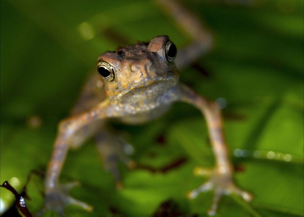 Borneo David Dennis Frog 8