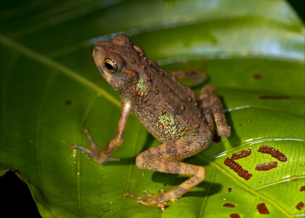 Borneo David Dennis Frog 9
