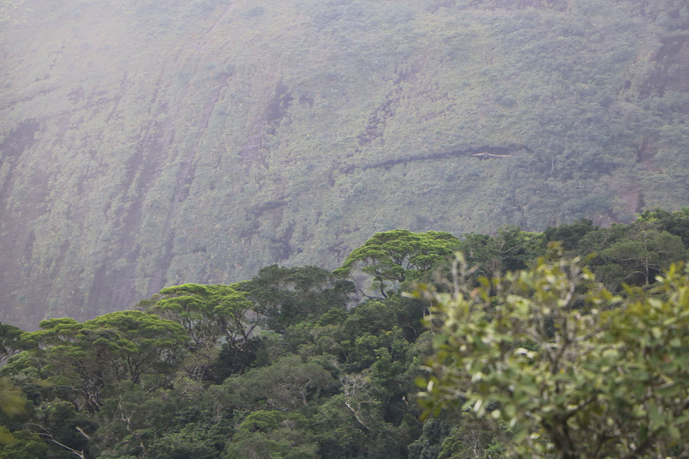 Brasil Río Parque Tijuca Montañas Bosque Atlántico 1400