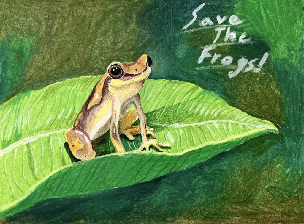 Bryan Wang USA 2023 save the frogs art contest 1
