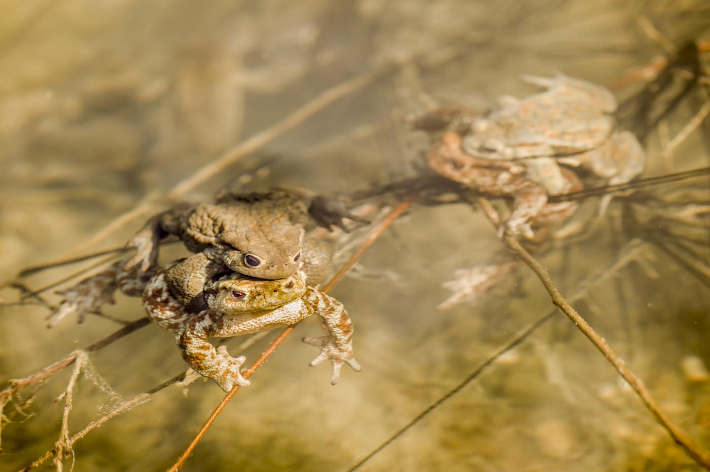 Toads in water, Bufo bufo