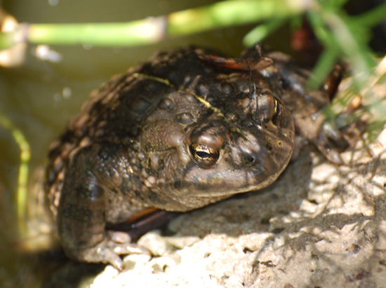 Bufo boreas western toad