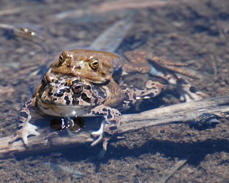 Bufo canorus amplexus - 요세미티 두꺼비 amplexus - 베스 프랫