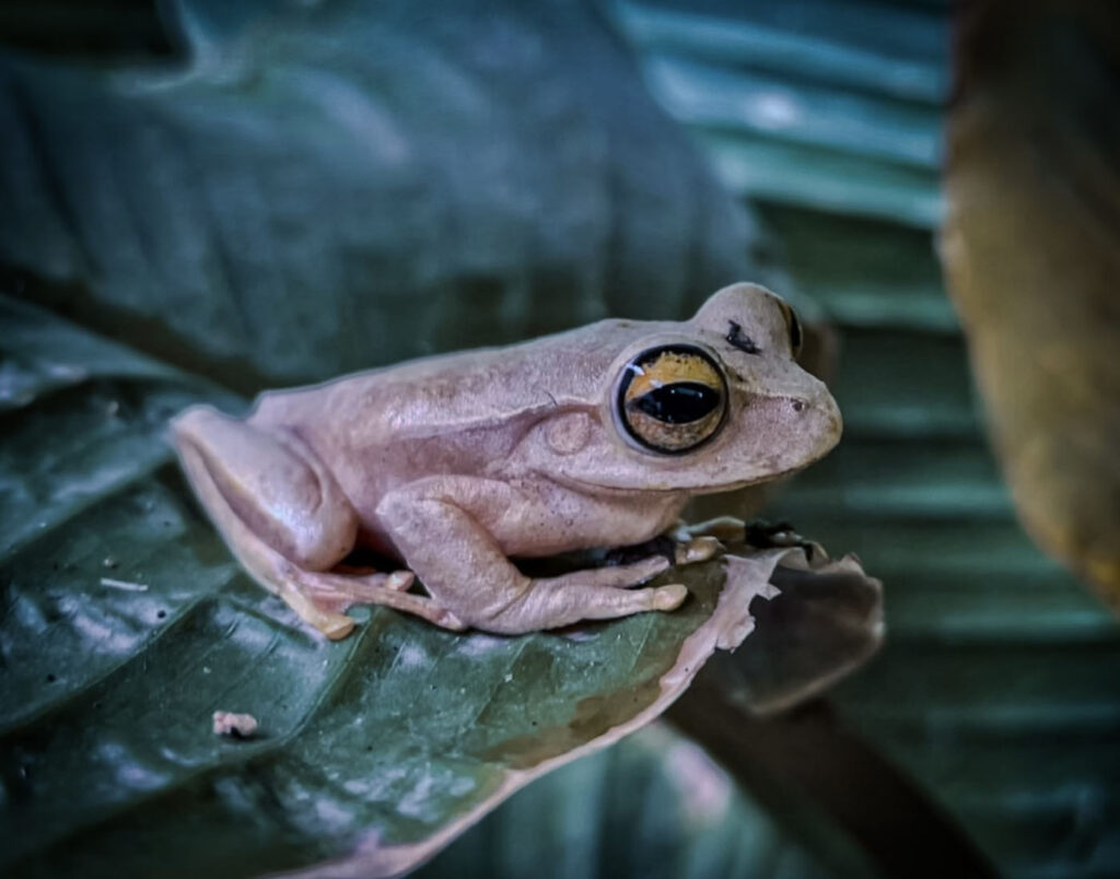 सेज़र सैंटोस, ब्राज़ील 2025 मेंढक बचाओ फोटो प्रतियोगिता, फोटो 2
