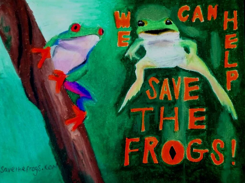 Charlie Franco United Kingdom 2023 save the frogs art contest 2