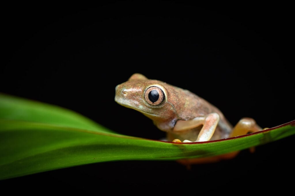 चेज़ टी यूनाइटेड स्टेट्स यूएस 2025 सेव द फ्रॉग्स फोटो कॉन्टेस्ट अगालिक्निस कैलिड्रियास