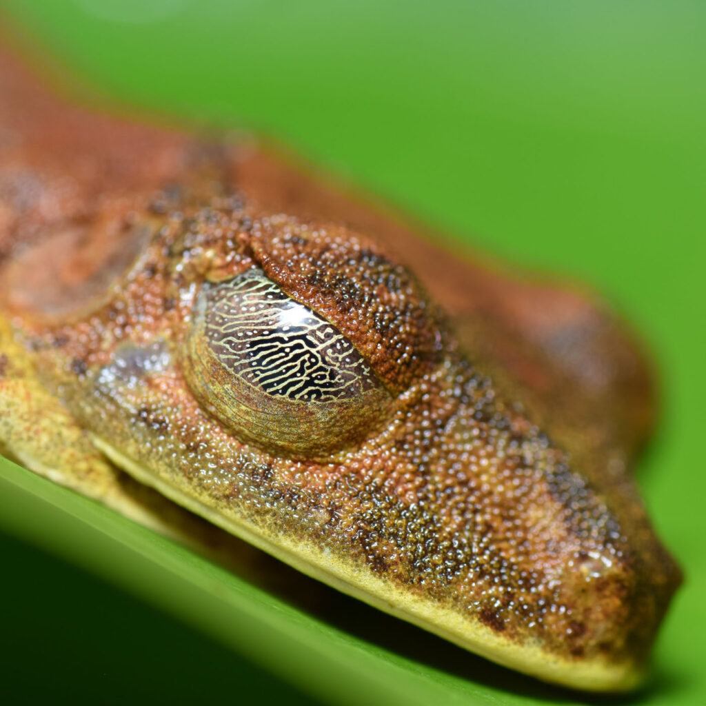 चेज़ टी यूनाइटेड स्टेट्स यूएस 2025 सेव द फ्रॉग्स फोटो कॉन्टेस्ट बोआना जियोग्राफिका