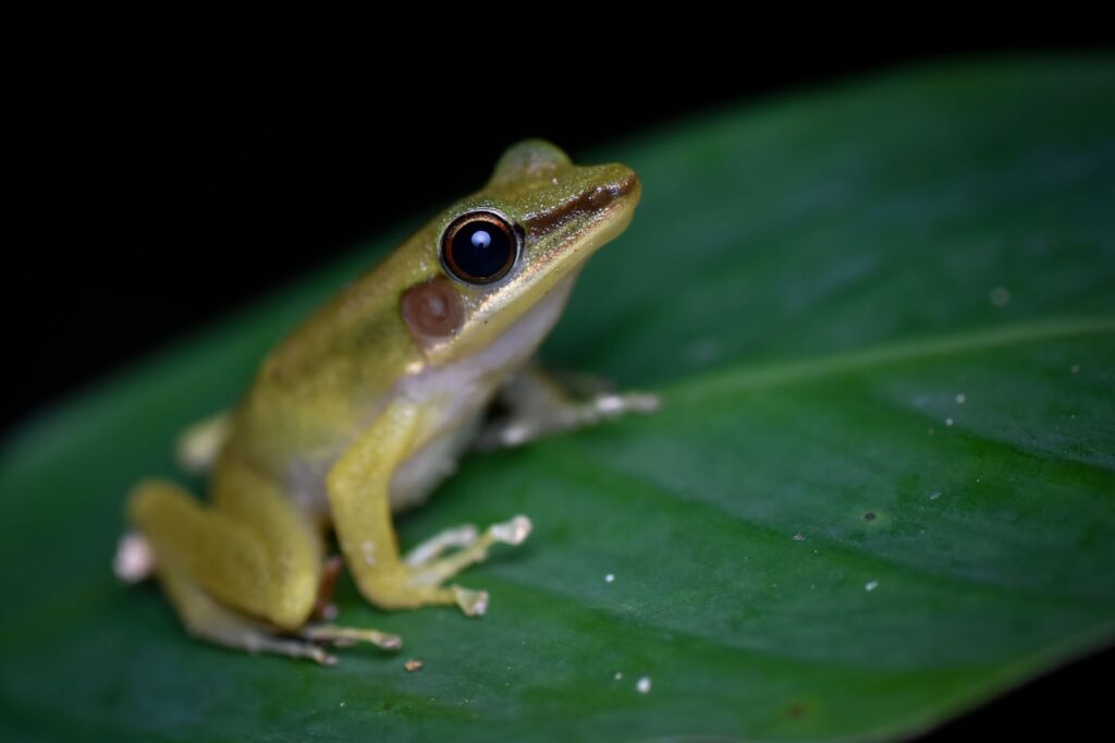 चेज़ टी, संयुक्त राज्य अमेरिका, यूएस 2025 सेव द फ्रॉग्स फोटो प्रतियोगिता (चालकोराना एस्चैटिया)