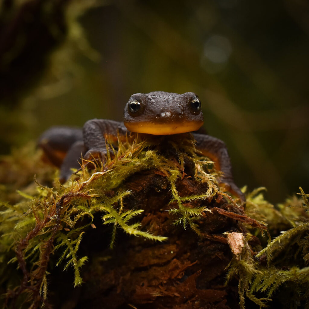 चेज़ टी, संयुक्त राज्य अमेरिका, यूएस 2025 मेंढक बचाओ फोटो प्रतियोगिता, टारिचा ग्रैनुलोसा