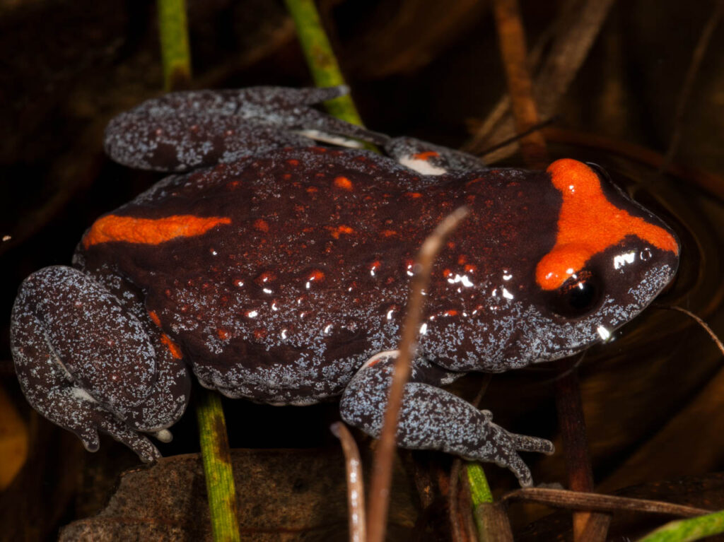 Ciaran-Nagle-Australia-2023-save-the-frogs-photo-contest-1
