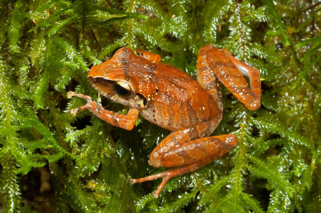 Ciaran-Nagle-Australia-2023-save-the-frogs-photo-contest-2