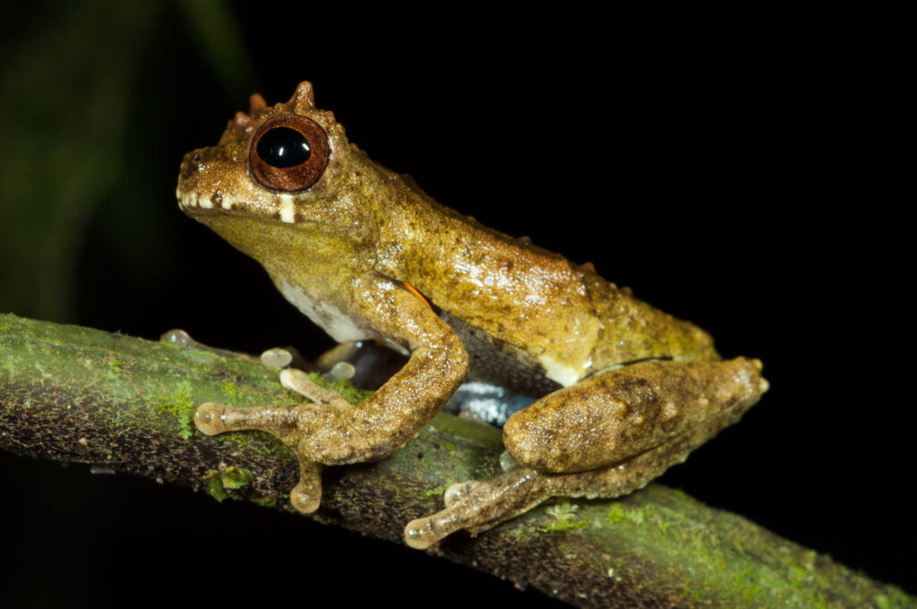 Ciaran-Nagle-Australia-2023-save-the-frogs-photo-contest-4