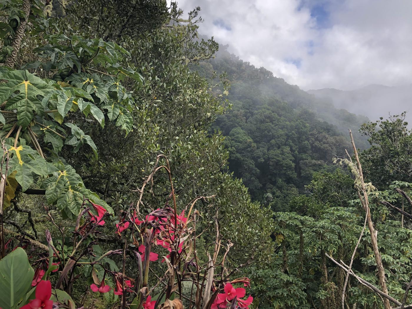Cloudforest lunch view