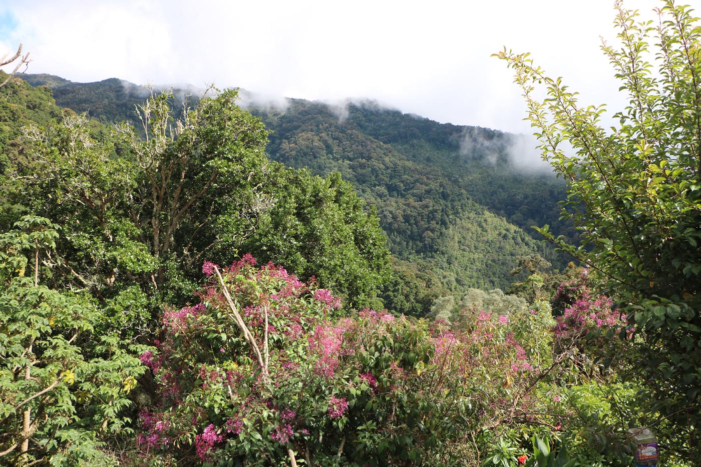 Cloudforest mountains
