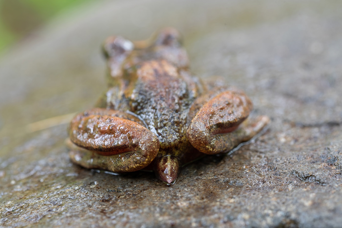 Coastal Tailed Frog - Ascaphus Truei - Joshua Wallace