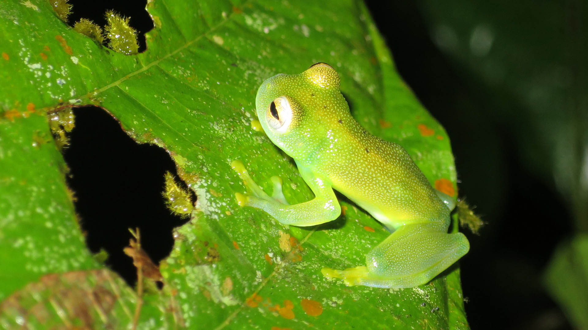 SAVE THE FROGS! Costa Rica Ecotours Featured In National Geographic