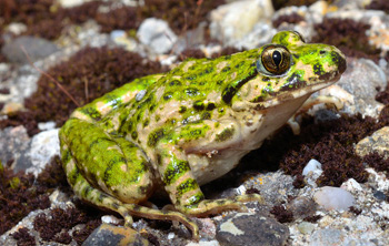 Common Parsley Frog - Pelodytes punctatus - D. Escoriza