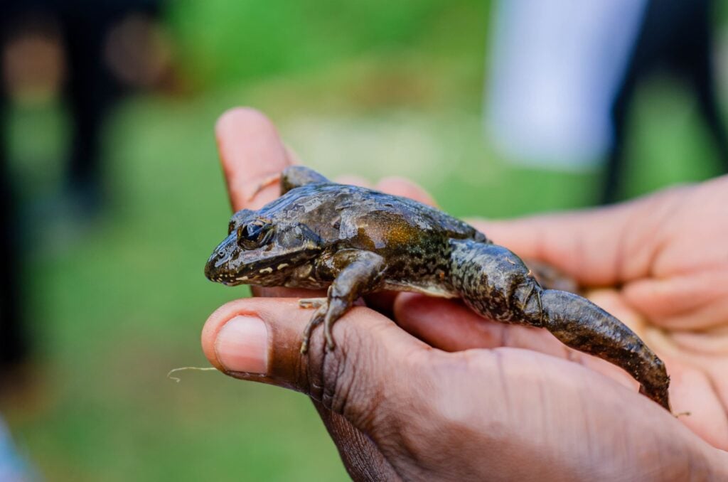 Congo DRC Save The Frogs Day 2025 Africa