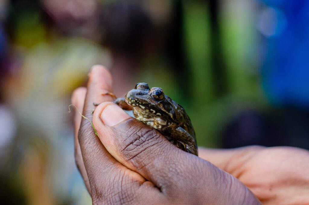 Congo DRC Save The Frogs Day 2025 Africa