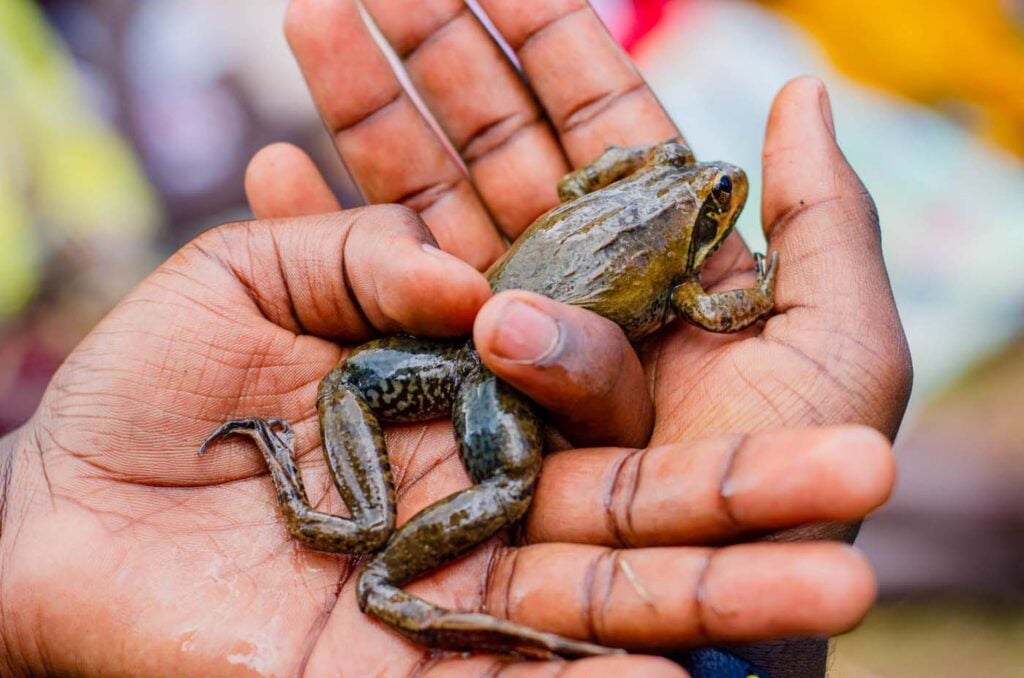 Congo DRC Save The Frogs Day 2025 Africa