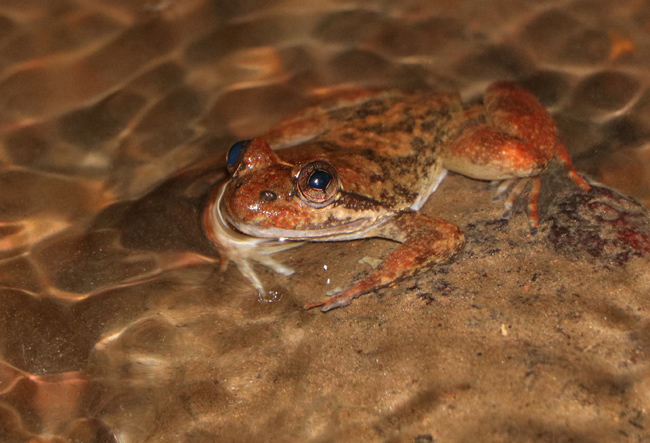 Campaigning to Save the Togo Slippery Frog and the Atewa Range Forest Reserve
