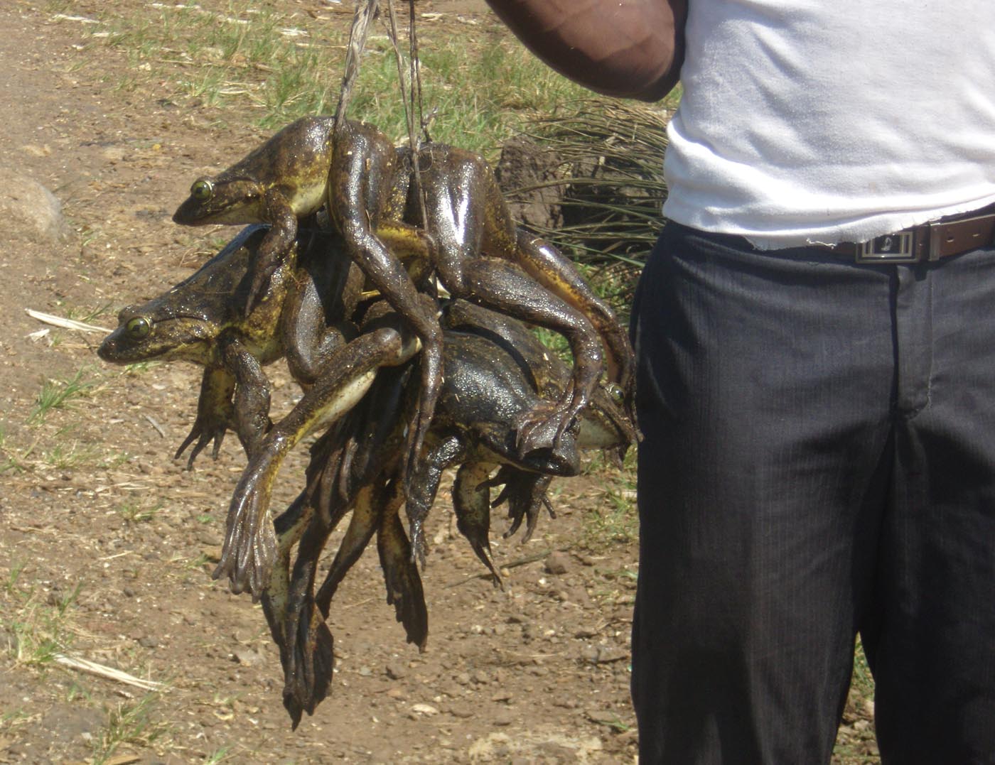 Conraua-goliath-Cameroon-Frog-Collecting-Emmanuel-Ndip
