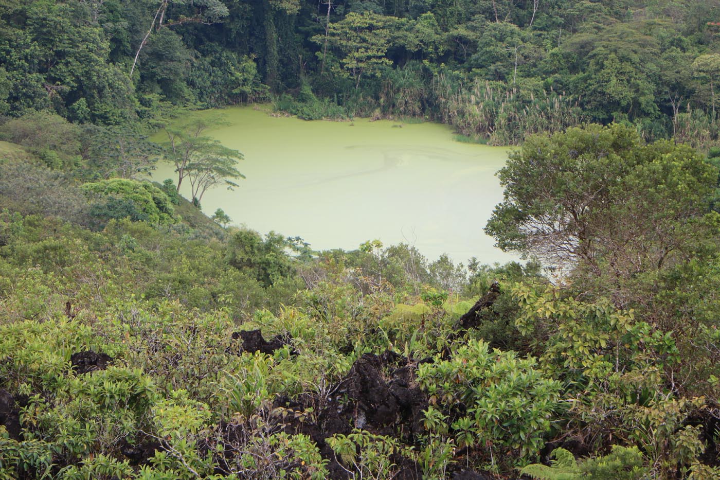 Costa Rica Ecotour 2022 Arenal El Silencio 5 Wetland Pond