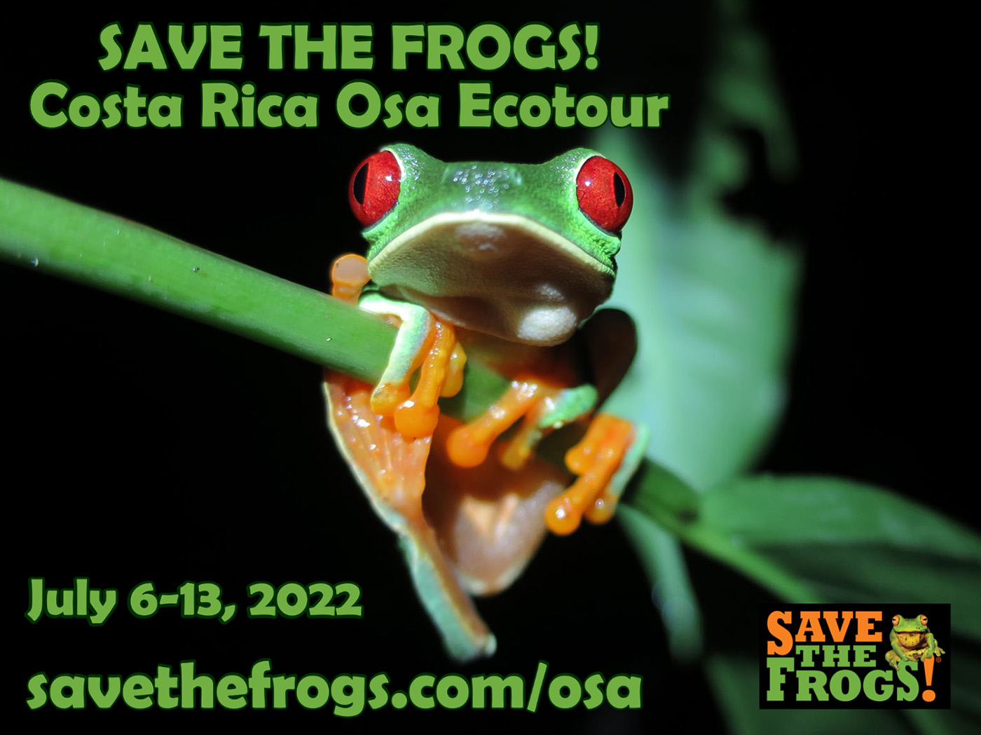 Frogs Osa Peninsula Ecotour