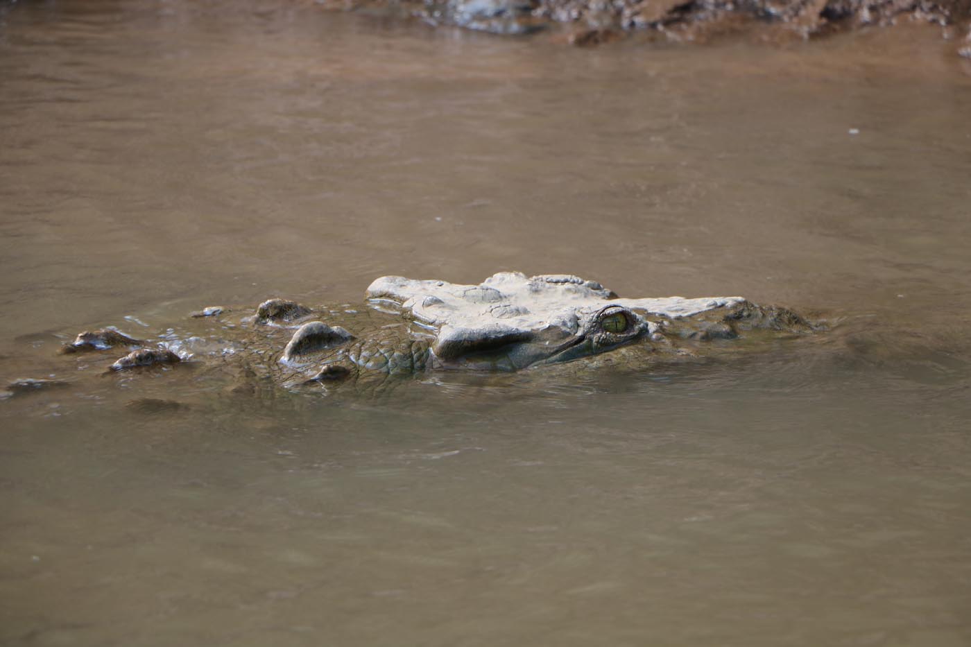 Costa Rica Tarcoles River Crocodile Tour 2021 13
