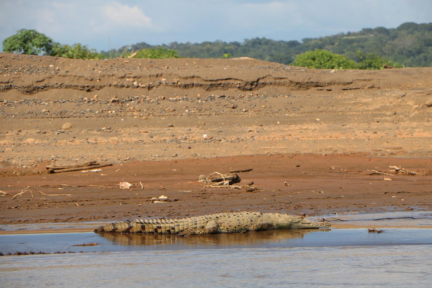 Costa Rica Tarcoles River Crocodile Tour 2021 23