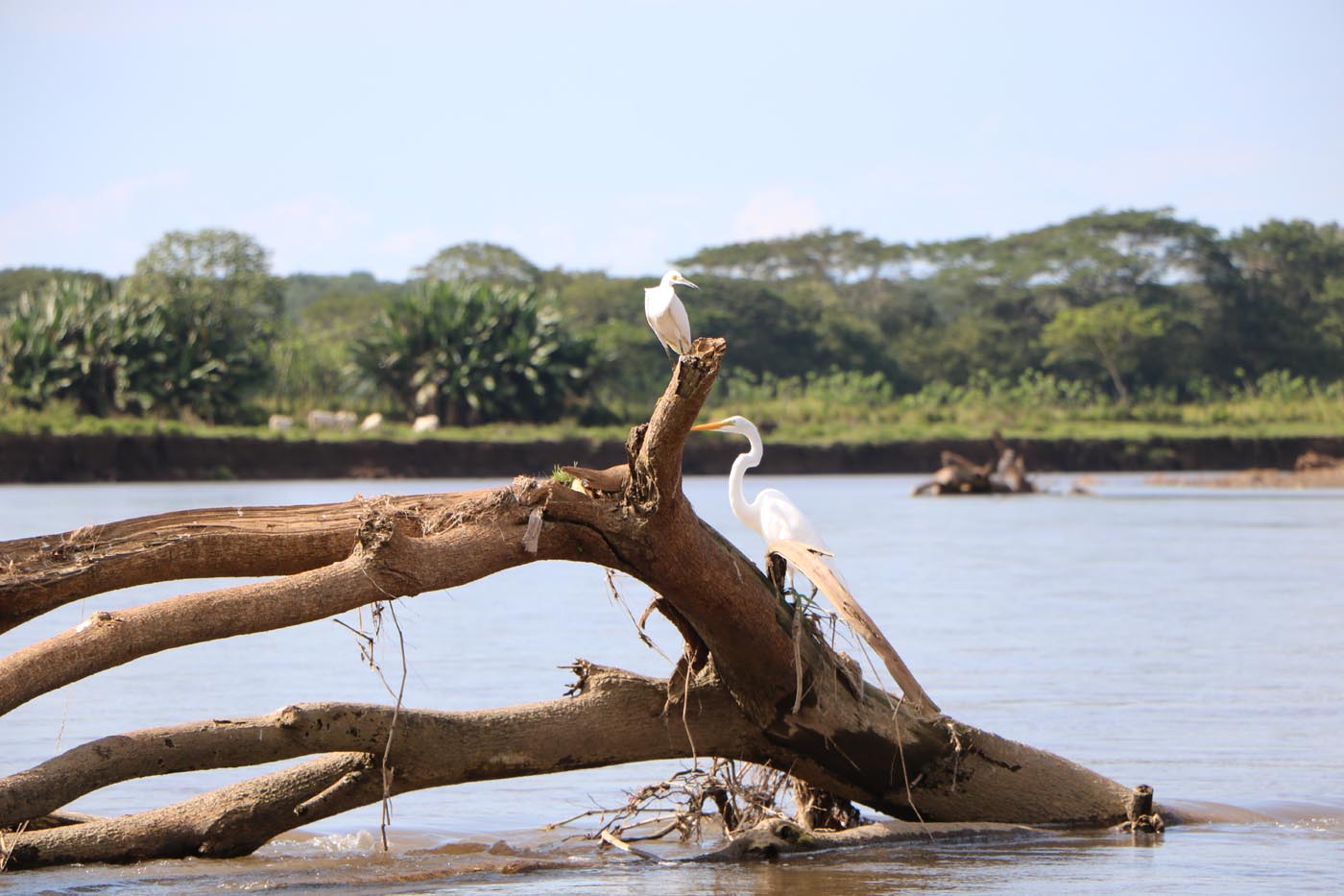 Costa Rica Tarcoles River Crocodile Tour 2021 30