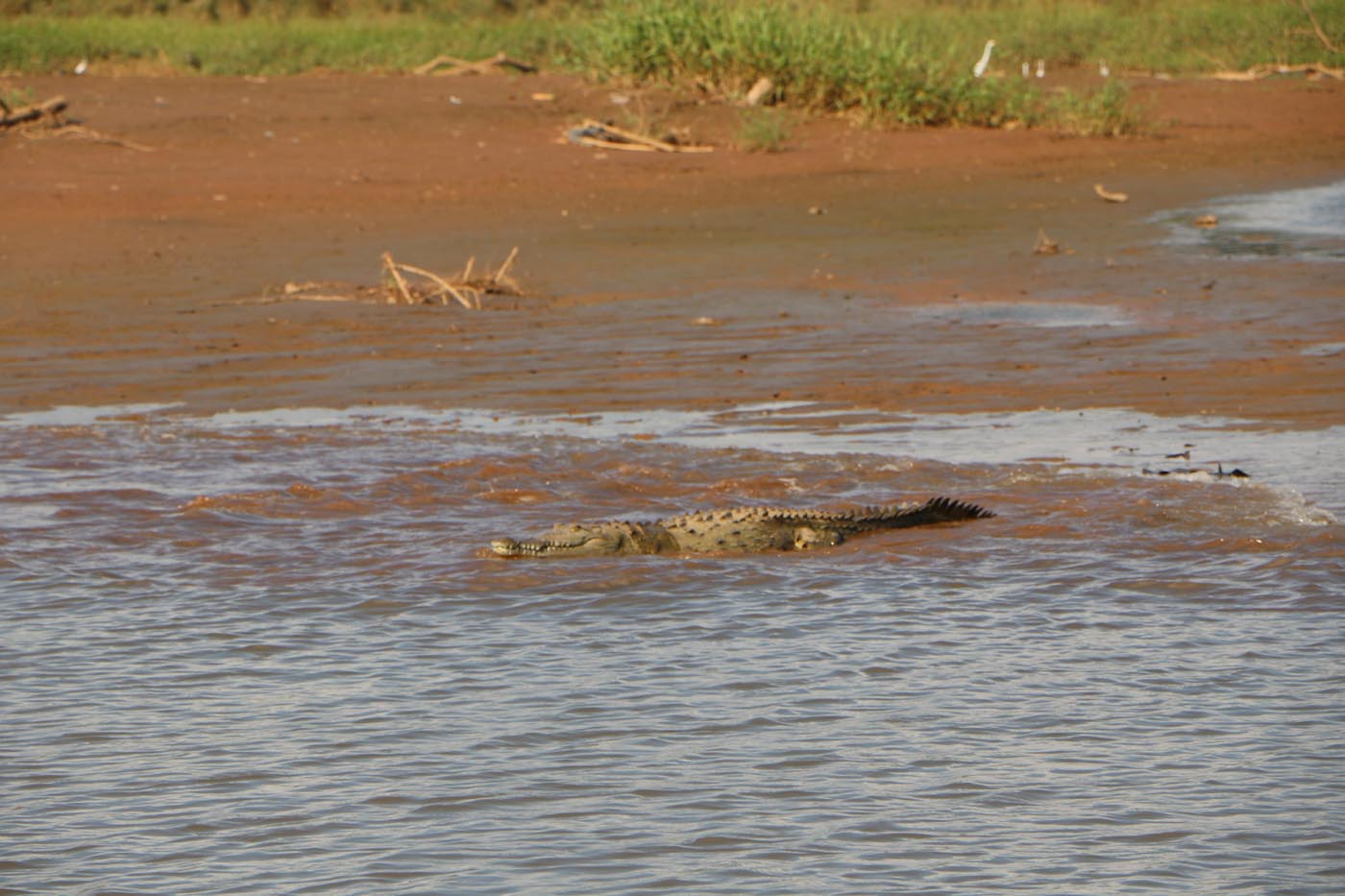 Costa Rica Tarcoles River Crocodile Tour 2021 47