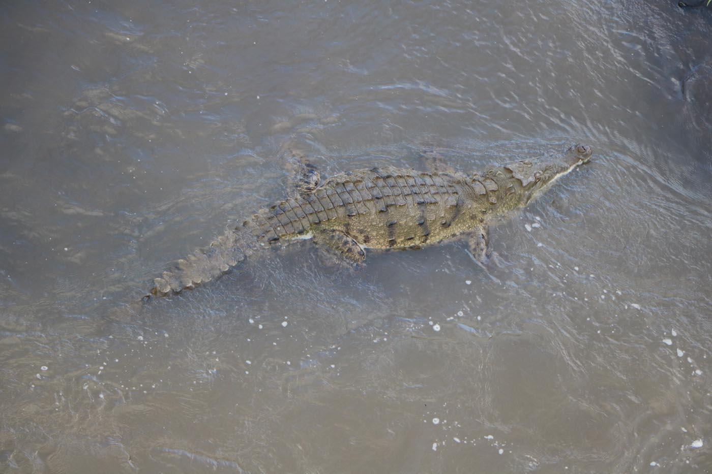 Costa Rica Tarcoles River Crocodile Tour 2021 77