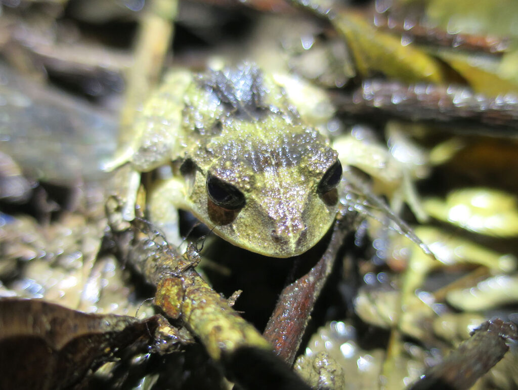 Craugastor-megacephalus costa rica amphibians fieldwork volunteer