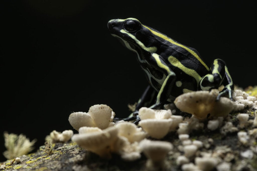 क्रिस्टियन एफ कास्त्रो मोरालेस कोलंबिया 2025 सेव द फ्रॉग्स फोटो प्रतियोगिता डेंड्रोबेट्स ट्रंकैटस