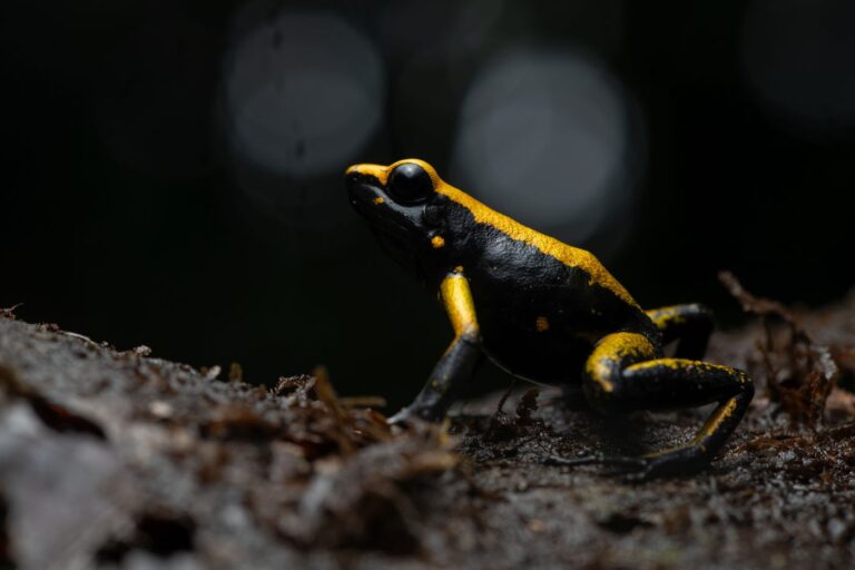Cristian f castro morales colombia 2025 save the frogs photo contest phyllobates sp