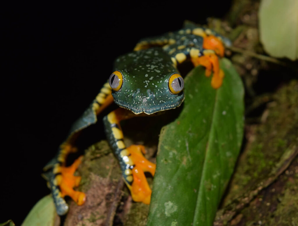 Cruziohyla-craspedopus-fringed-leaf-frog-Daniela-Pareja-Mejía-Ecuador-Napo-2023-save-the-frogs-photo-contest