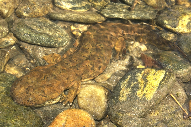 Cryptobranchus alleganiensis; Eastern Hellbender Salamander - Todd Pierson