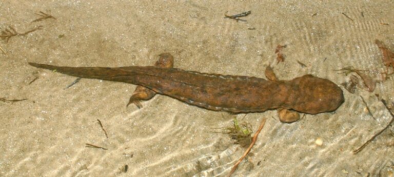 Introducing the Hellbender Salamander
