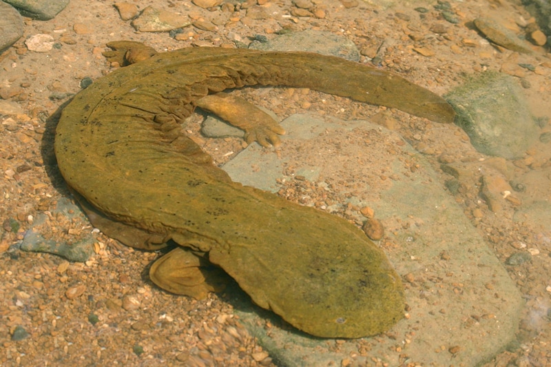 Cryptobranchus alleganiensis; Eastern Hellbender Salamander - Todd Pierson