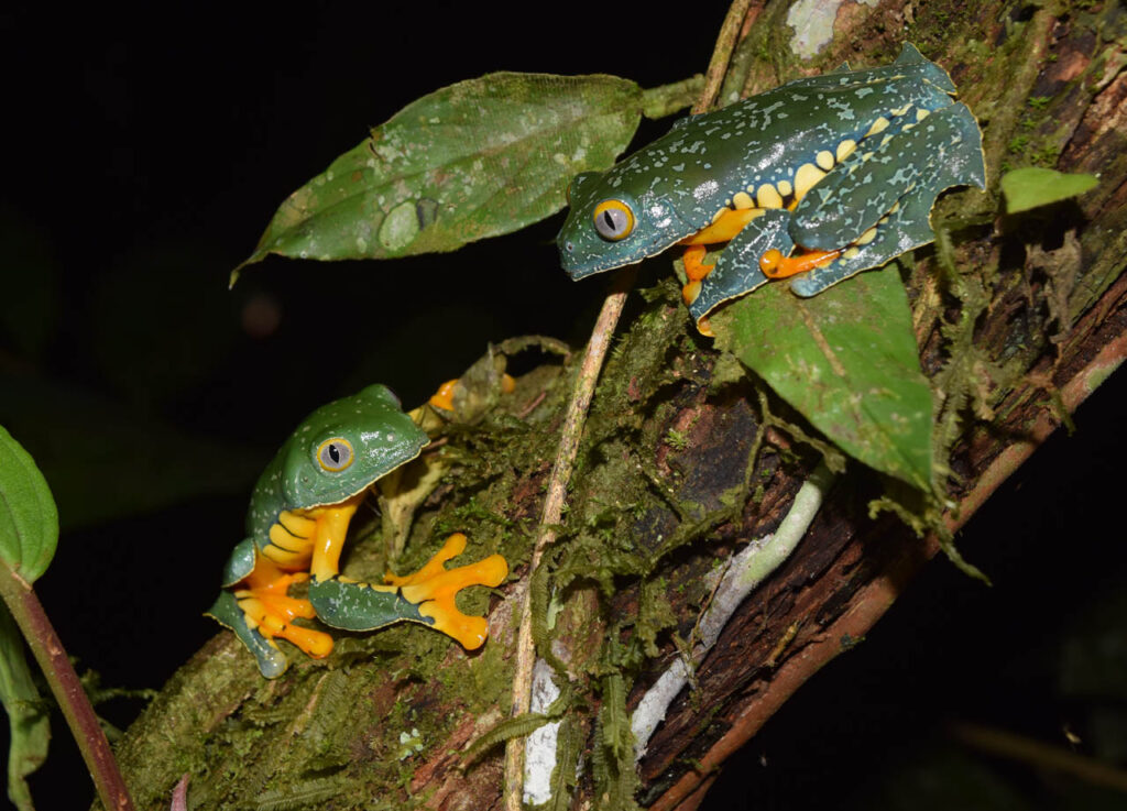 Daniela-Pareja-Mejía-Ecuador-2023-save-the-frogs-photo-contest-3