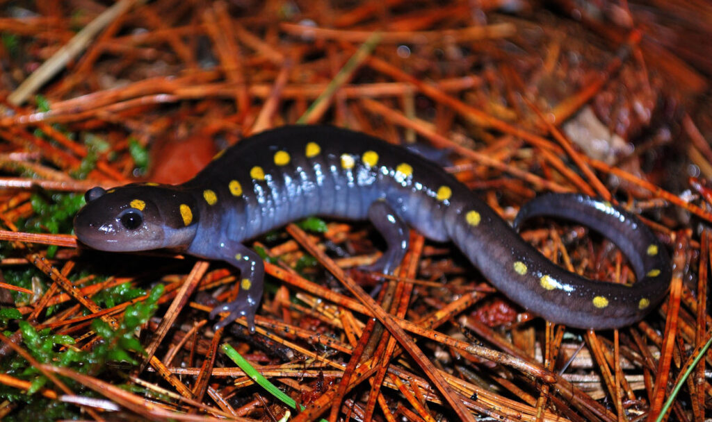 2025年巴西丹尼洛·贾科梅蒂拯救青蛙摄影大赛 斑点蝾螈（Ambystoma maculatum） 加拿大安大略省阿尔冈昆省立公园