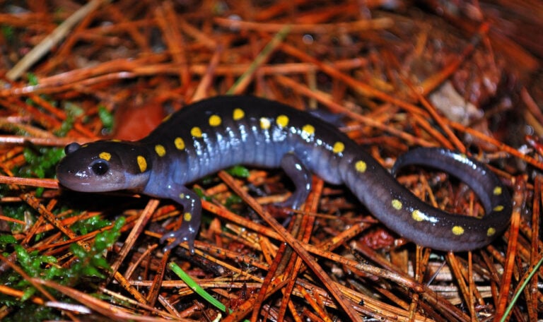Danilo-Giacometti-Brazil 2025 Save-The-Frogs-Photo-Contest Spotted Salamander (Ambystoma maculatum) Algonquin Provincial Park Ontario Canada