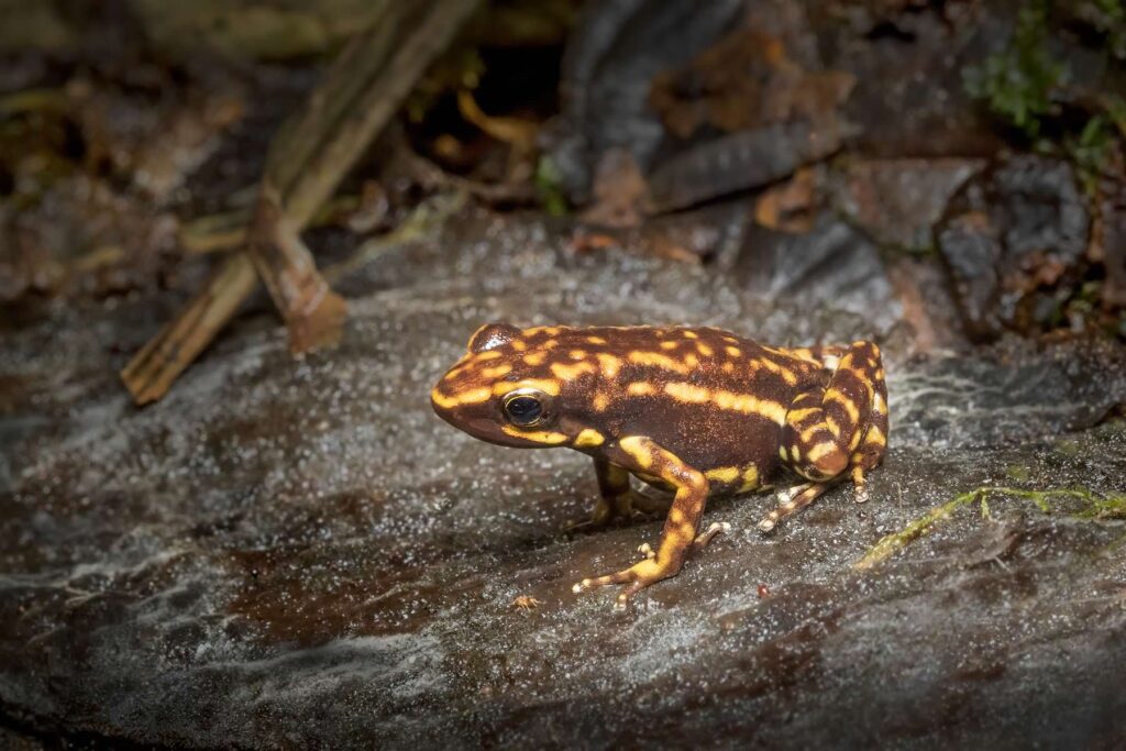 Darwin Wallace Poison Frog 7D 4862 เอกวาดอร์ 17 บันทึกกบ เอกวาดอร์ ecotour 2017 แท้จริง