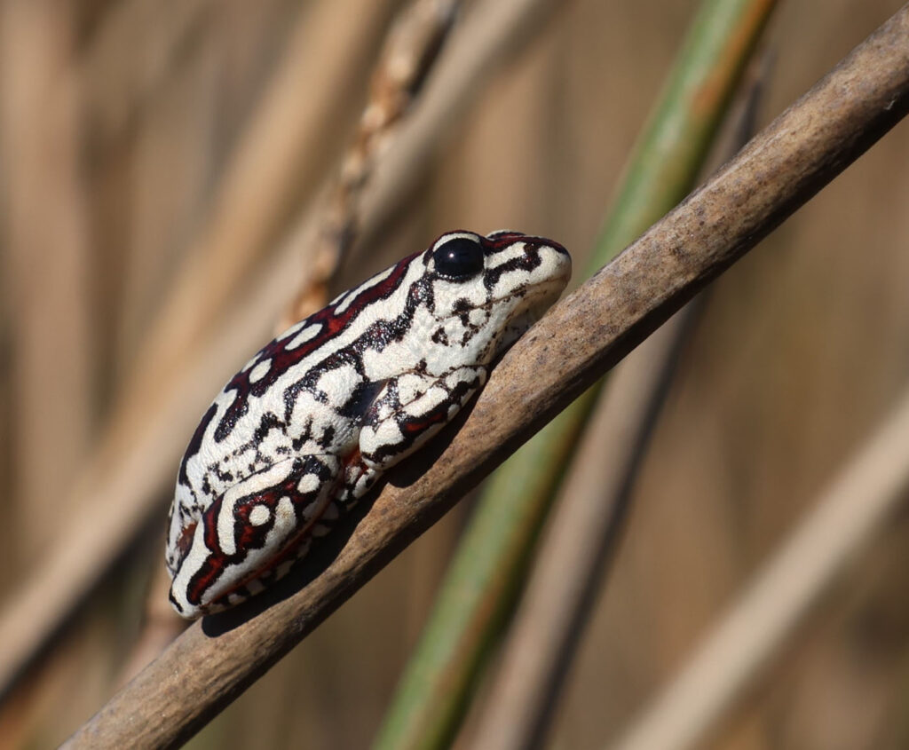 डेबी नीहॉस यूएसए हाइपरॉलियस पैरेललस 2 2025 मेंढक बचाओ फोटो प्रतियोगिता