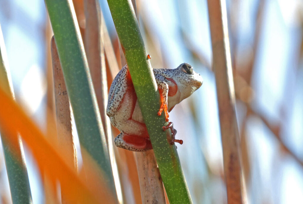 डेबी नीहॉस यूएसए हाइपरॉलियस पैरेललस 3 2025 मेंढक बचाओ फोटो प्रतियोगिता