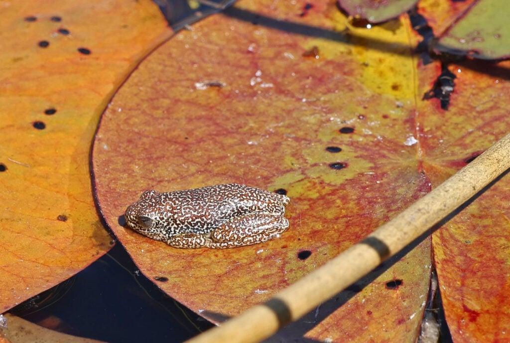 डेबी नीहॉस, संयुक्त राज्य अमेरिका, यूएस 2025 सेव द फ्रॉग्स फोटो प्रतियोगिता, हाइपरोलियस पैरेललस